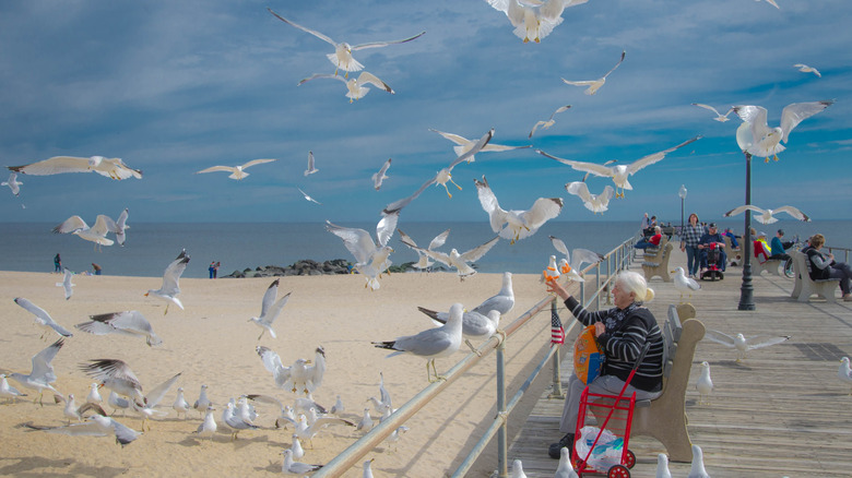 A lady feeding seagulls from the pier on the Ocean Grove, New Jersey boardwalk