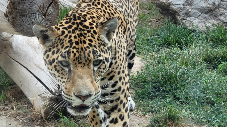 Leopard at the Lee Richardson Zoo in Garden City, Kansas