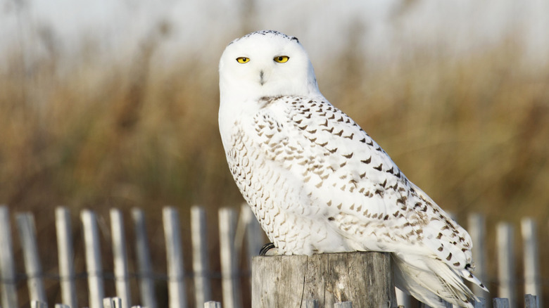Large white snowy owl sitting on a fence post in Massachusetts