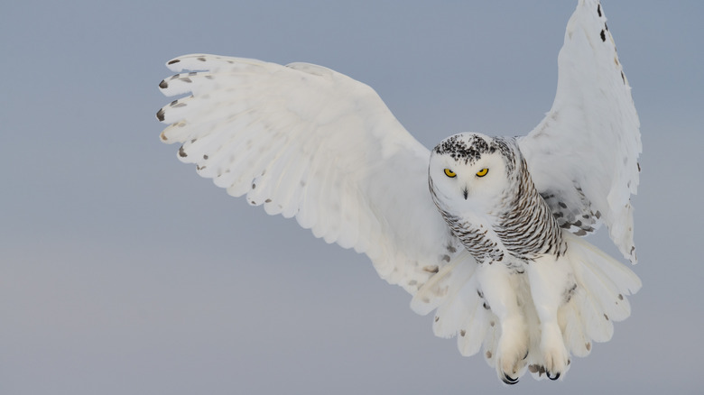 Large white snowy owl taking flight in a gray sky