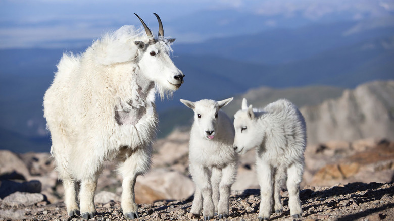 A shot of a family of mountain goats