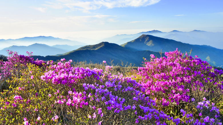 Scenery in Jirisan National Park
