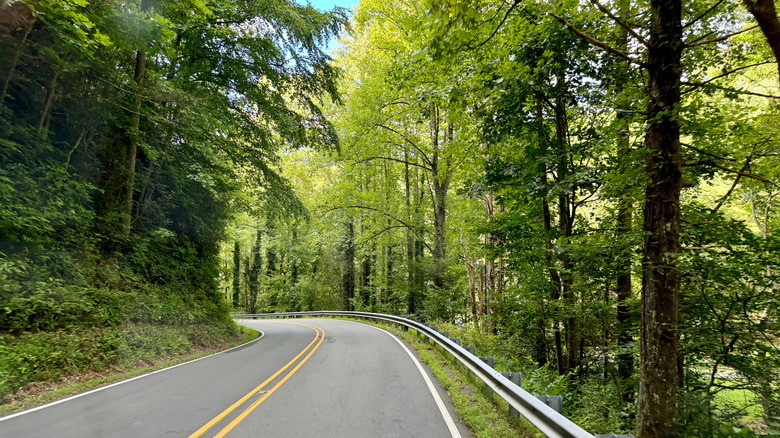 forested road near Burnsville