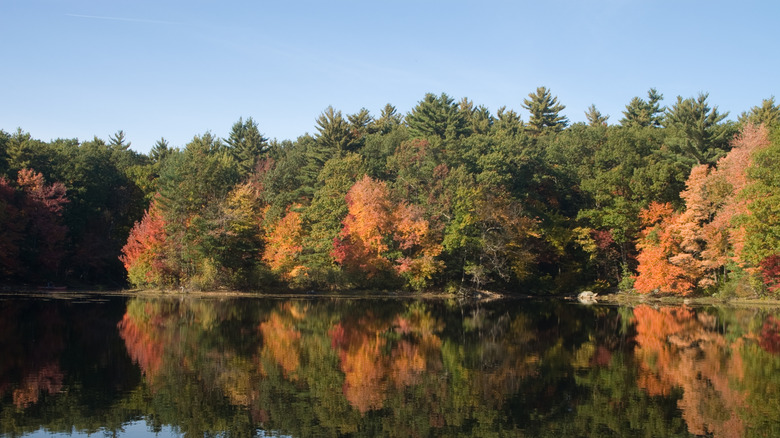 Autumn in Harold Parker State Forest
