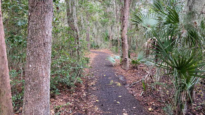 Trail through a wooded area in Charles Pinckney Historical Site