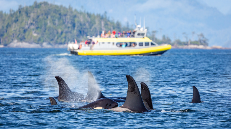 Orcas swimming in the cold Canadian waters with a whale-watching tour boat in the background in Alert Bay