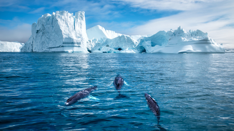 Humpback whales swimming by Ilulissat's Icefjord in Greenland
