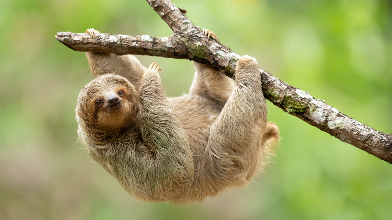 Sloth hanging from branch