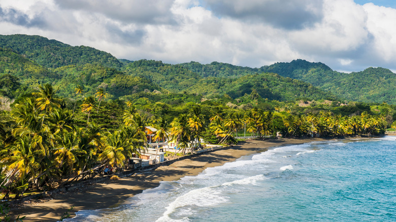 mountainous, forested island coastline with palms