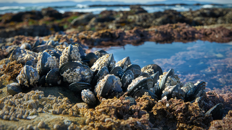 Cluster of mussels on the beach