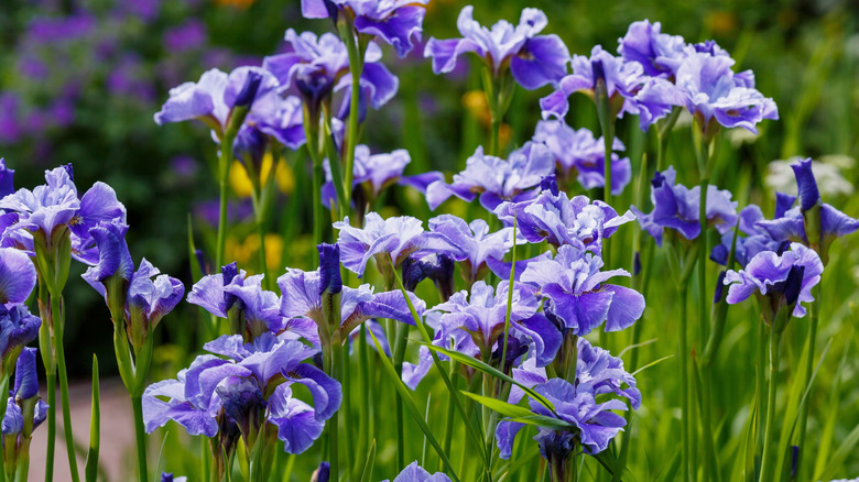A field of blooming irises