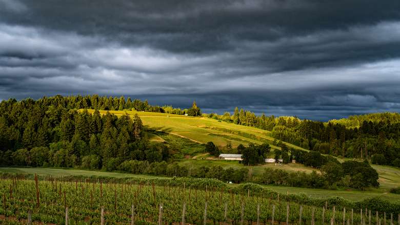 A winery in the Willamette Valley