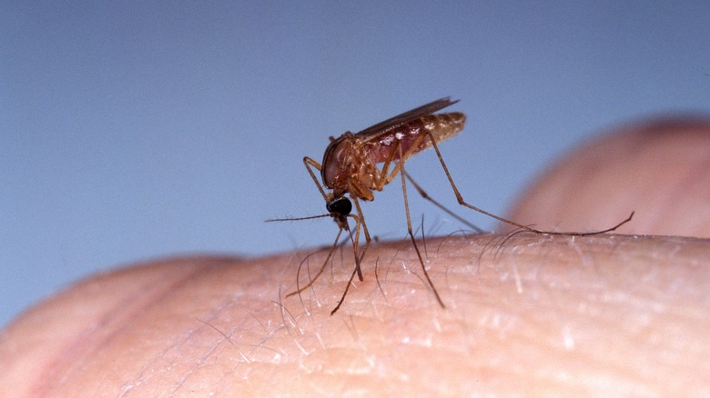 mosquito biting human