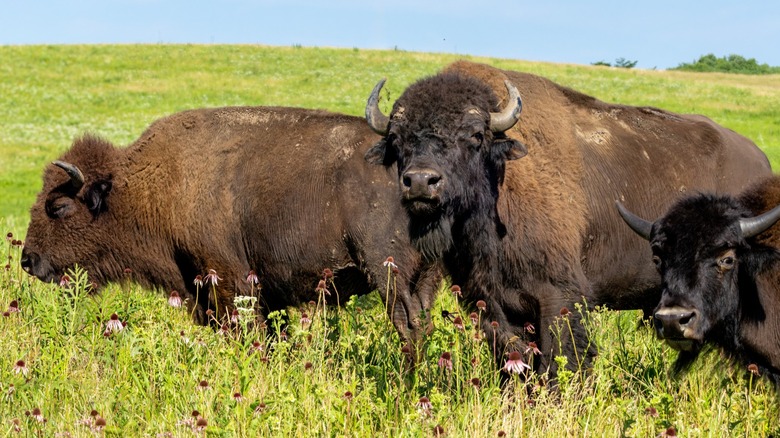 Three bison graze in a grassy meadow