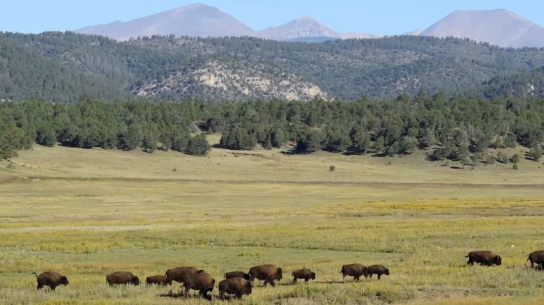 Three bison graze in a grassy meadow