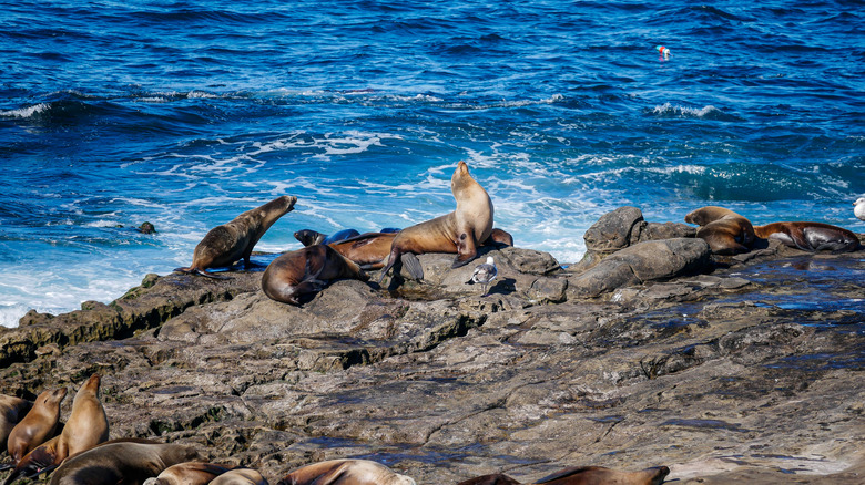 Seals on the rocks of La Jolla, California