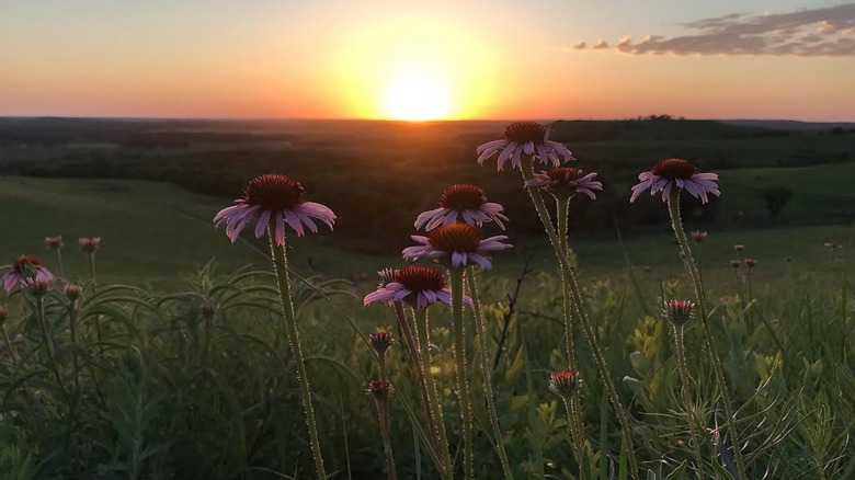Wildflowers in the Konza Prairie at sunset