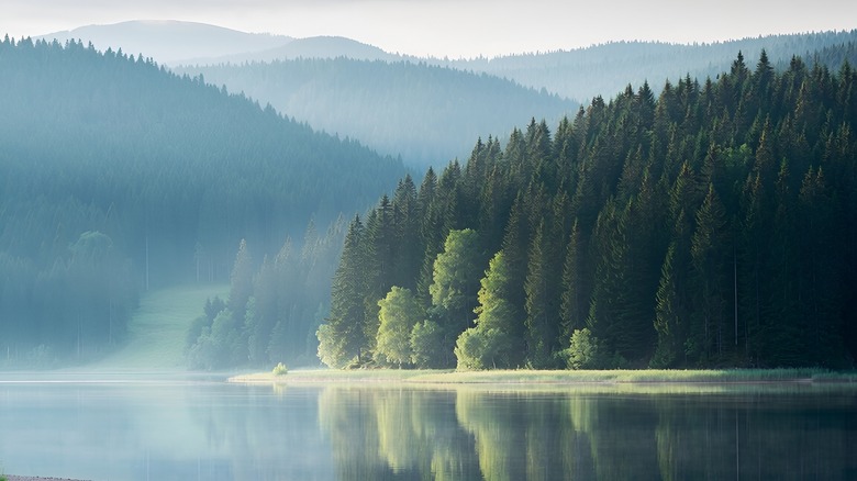 Shoreline entirely covered with trees graces the opposite side of Kielder Water