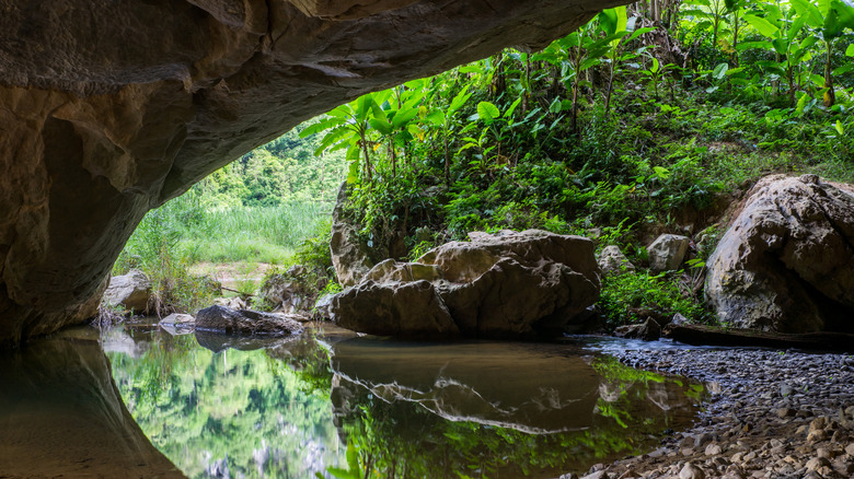 Lush vegetation and pond inside Son Doong Cave