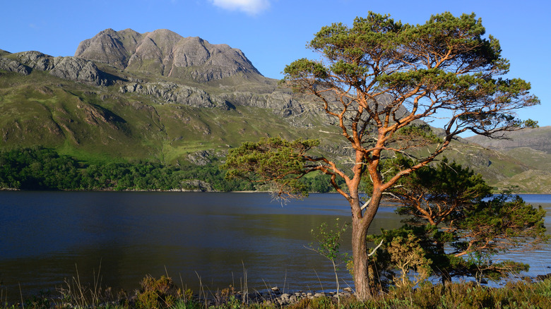 A pine tree stands on the bank of a mountain-ringed lake in Scotland