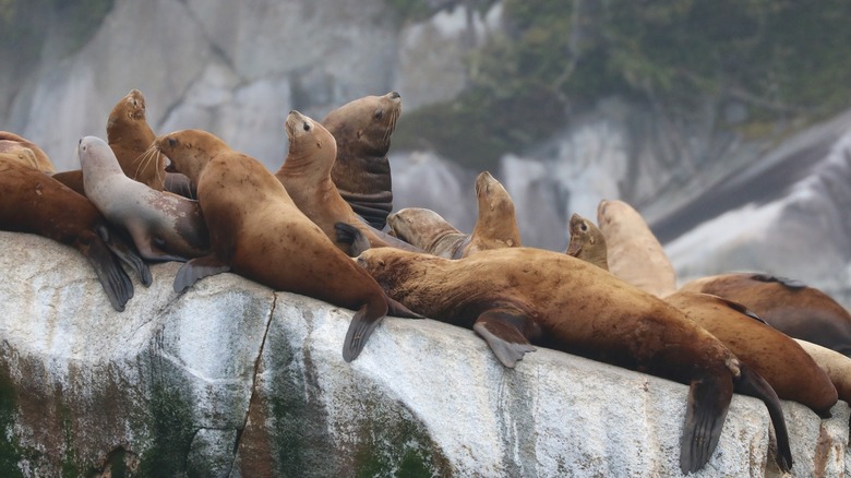 California sea lions relaxing on a boulder in Broughton Archipelago Marine Park.