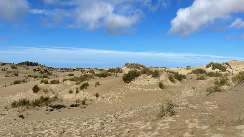 John Dellenbeck Dunes Trail area in coastal Oregon