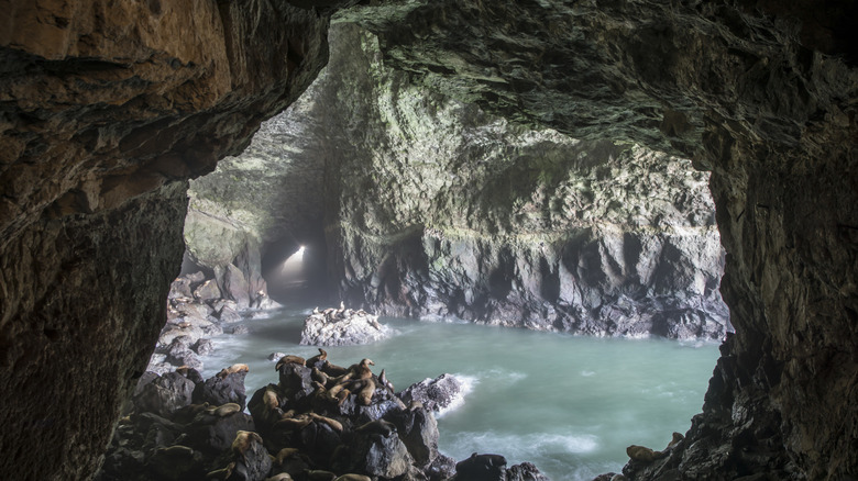 Steller sea lions lying on rocks inside Sea Lion Caves, near Florence, Oregon.