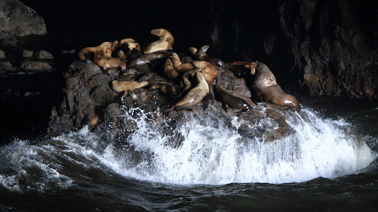 Steller sea lions basking on a rock in Sea Lion Caves