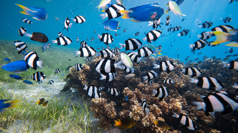 Coral reef with tropical fish