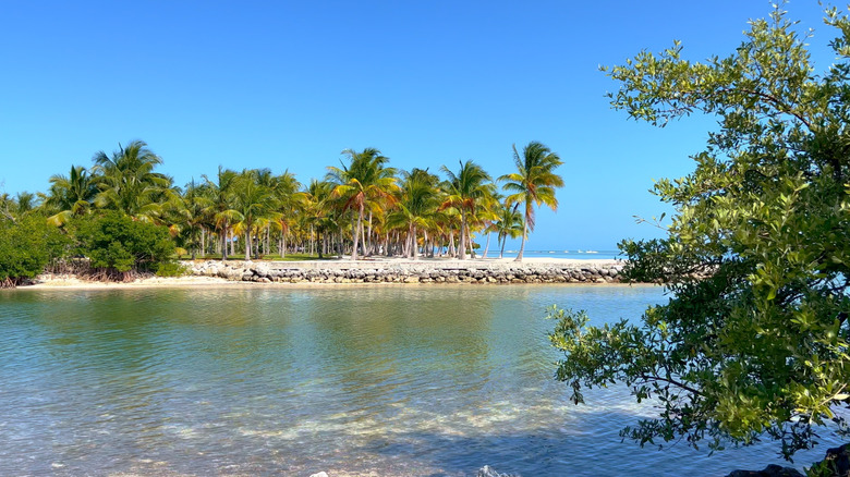 Water and palm trees in the Florida Keys