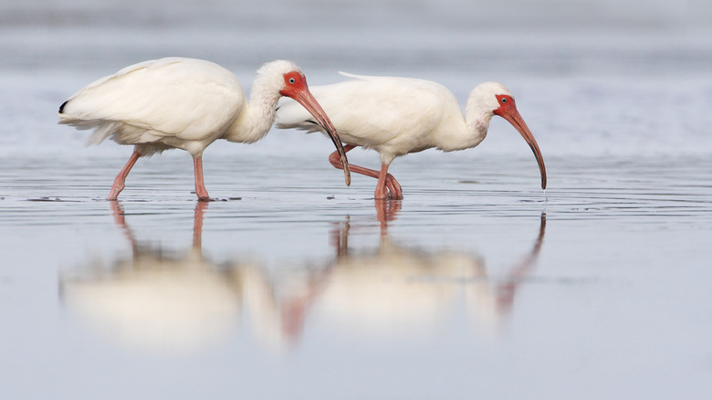 White Ibis birds in feeding in shallow water