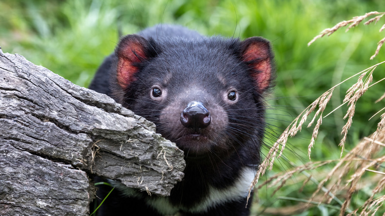 Black furry Tasmanian devil looking straight at camera