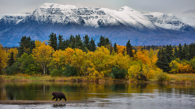 Bear next to river in Alaska