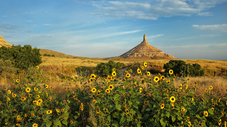 Sunflowers in front of Chimney Rock