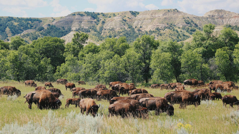 Bisons at Theodore Roosevelt National Park