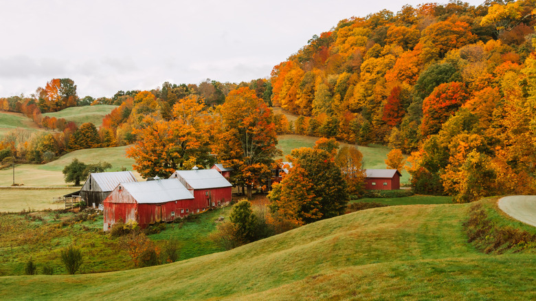 Red barns among fall foliage in Vermont