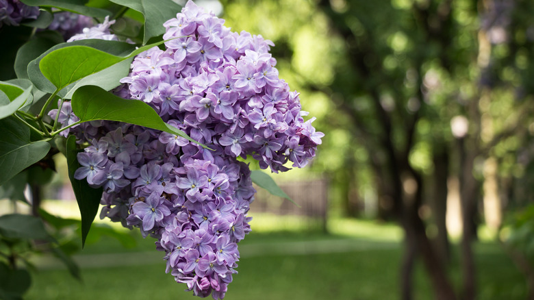 A close up of lilac blooms with blurred trees in the background