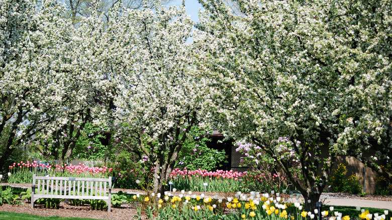 A bench surrounded by blooming lilacs in Lilacia Park, Lombard, IL