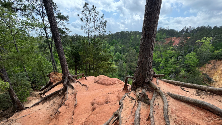 The impressive views from the Red Bluff Canyon cliffs