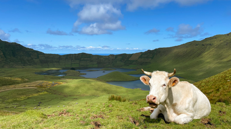 Large white cow at edge of Caldeirão on Corvo