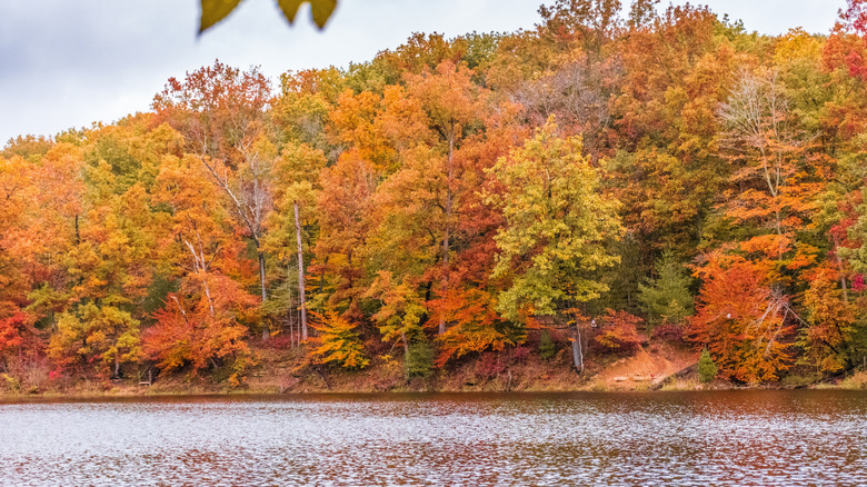 Fall leaves at Strahl Lake in Brown County State Park, Indiana