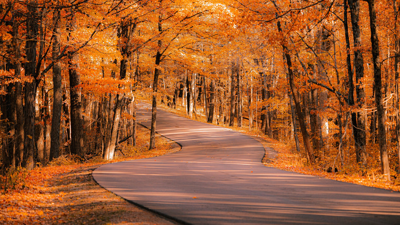 Road weaving through the fall trees in Brown County State Park