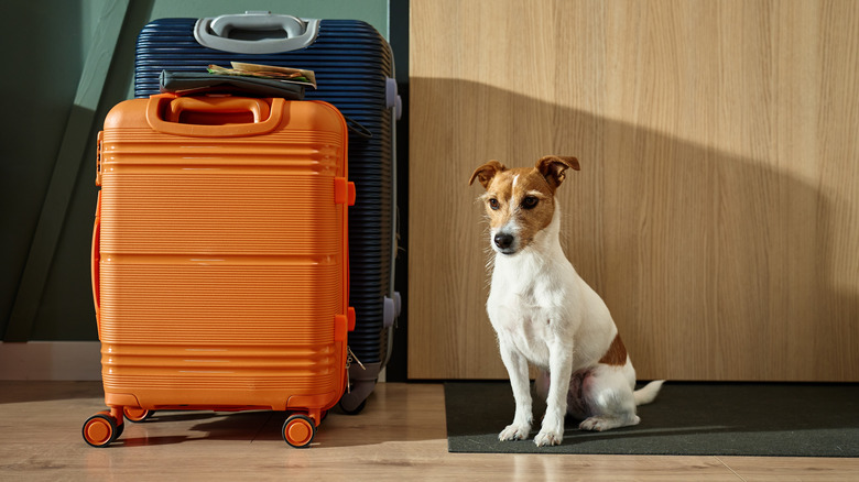 A dog sitting next to luggage bags