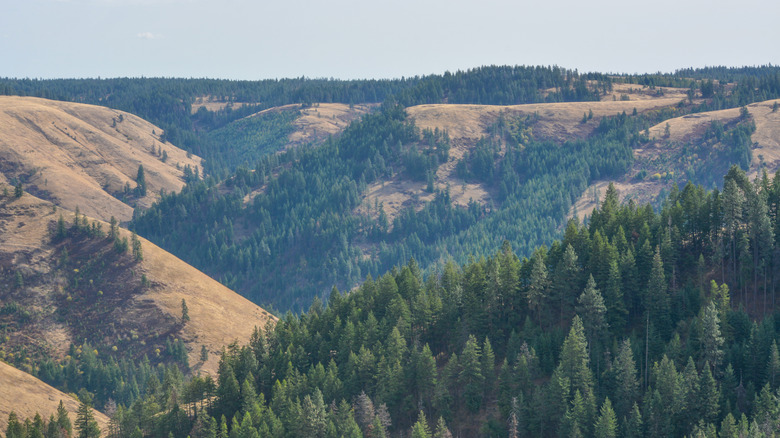 Hills covered in pines and dry grass at Oregon's Blue Mountains.