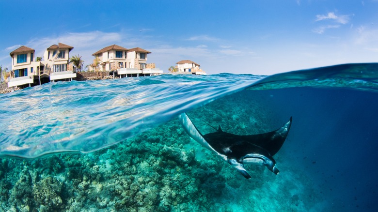 Manta ray underwater near the villas of the InterContinental Maldives Maamunagau Resort