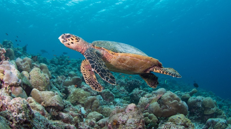 Turtle swimming at the house reef at the InterContinental Maldives Maamunagau Resort