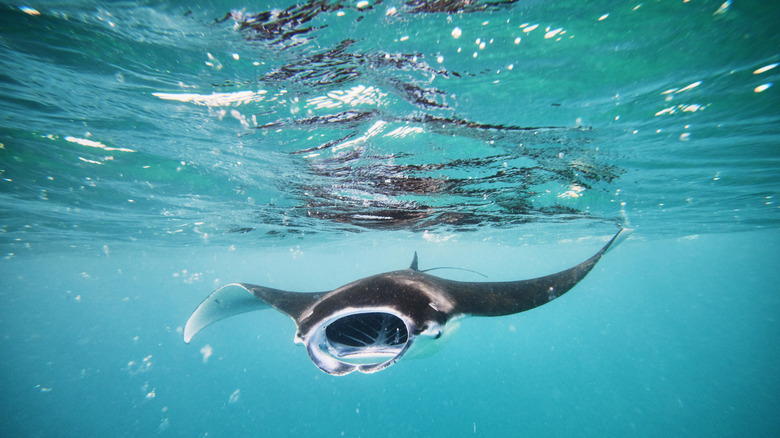 Manta ray swimming underwater