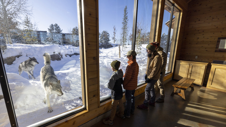 Visitors to Yellowstone National Park safely view the native gray wolves through the windows of a park viewing center