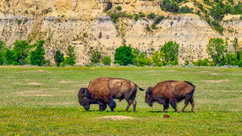 Bison grazing in Theodore Roosevelt National Park