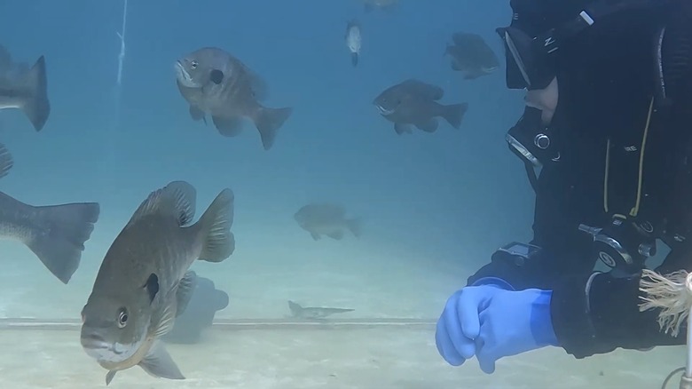 An underwater scuba diver watches fish at Mermet Springs